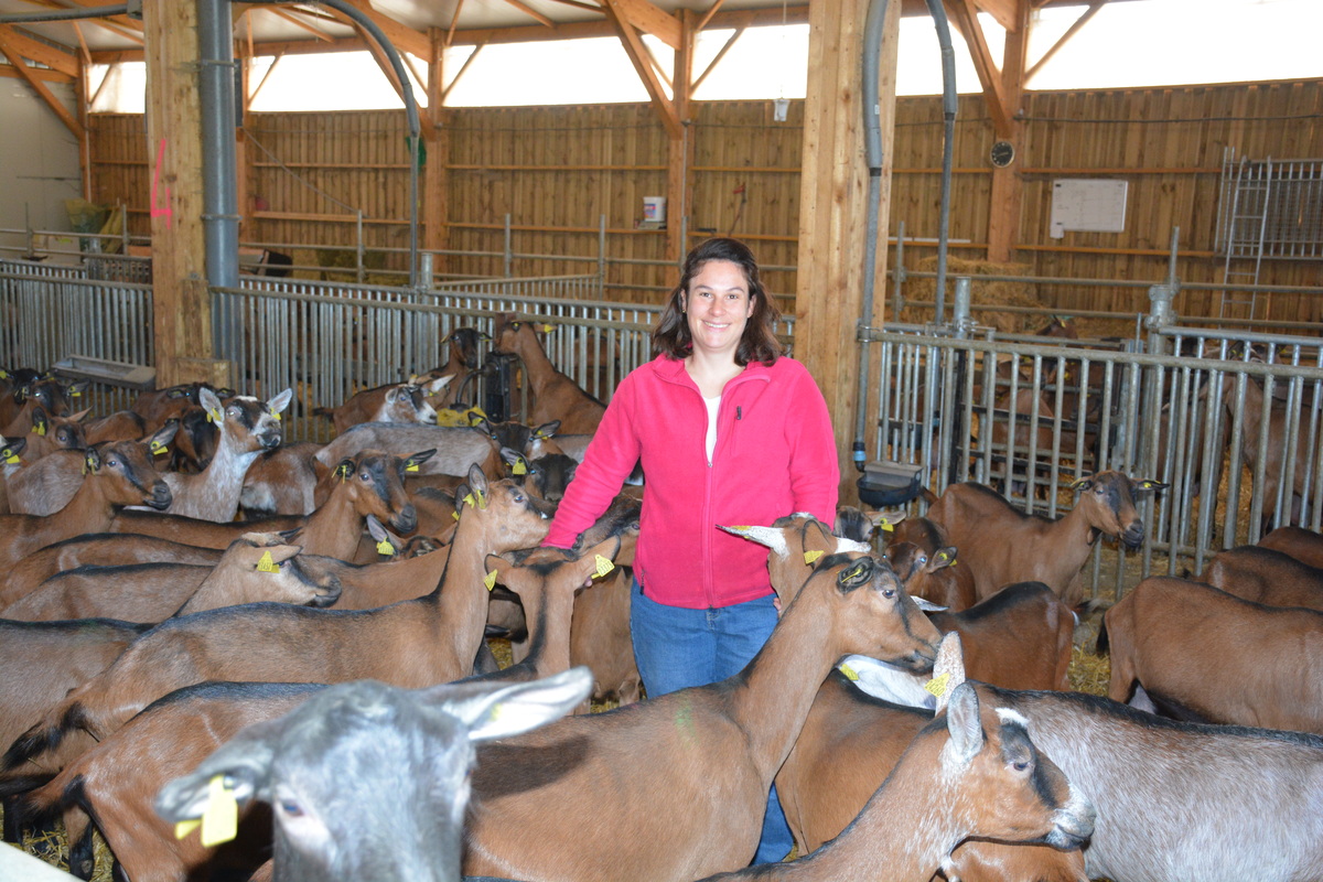 Une éleveuse parmi ses chèvres dans un bâtiment d'élevage de chèvres - Illustration Quand la passion d’éleveur se raconte