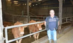 Un homme devant des vaches allaitantes dans une stabulation