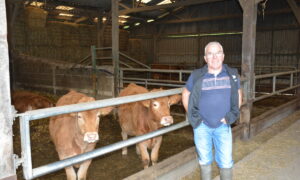 Un homme devant des vaches allaitantes dans une stabulation