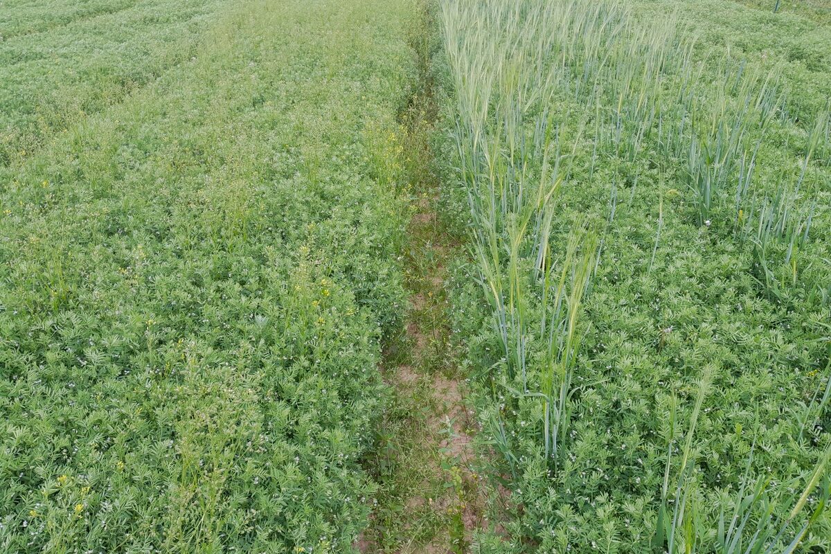 Un champ de lentilles associé à de la cameline et de l'orge - Illustration Les associations de cultures : un levier pour gérer les bioagresseurs