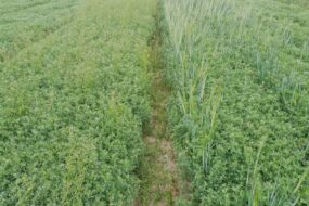 Un champ de lentilles associé à de la cameline et de l'orge