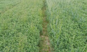 Un champ de lentilles associé à de la cameline et de l'orge