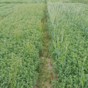 Un champ de lentilles associé à de la cameline et de l'orge