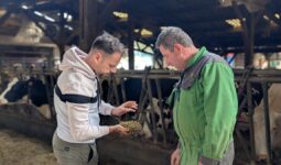 Deux hommes dans un bâtiment d'élevage de vaches en train d'observer une poignée de ration alimentaire