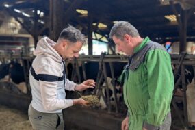 Deux hommes dans un bâtiment d'élevage de vaches en train d'observer une poignée de ration alimentaire