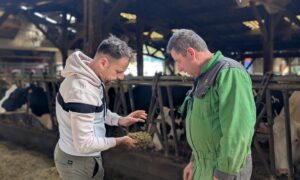 Deux hommes dans un bâtiment d'élevage de vaches en train d'observer une poignée de ration alimentaire