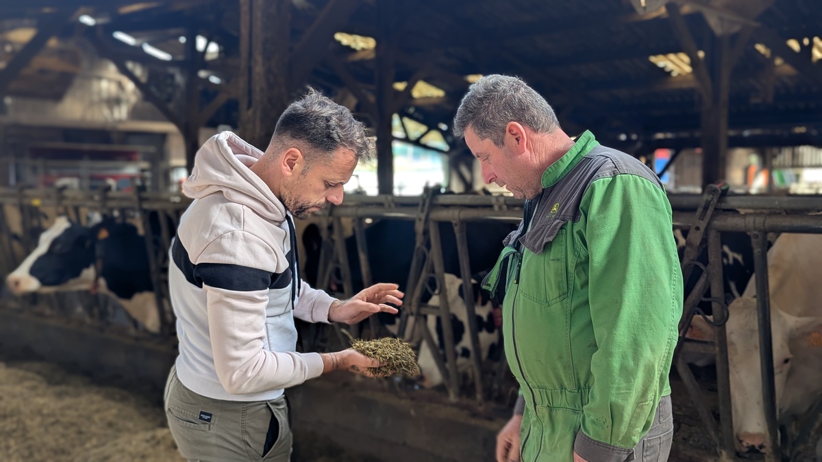 Deux hommes dans un bâtiment d'élevage de vaches en train d'observer une poignée de ration alimentaire - Illustration Un réglage au plus fin  de la ration pour optimiser  les performances