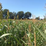 Un champ de culture de maïs et de sorgho