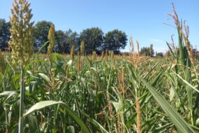 Un champ de culture de maïs et de sorgho