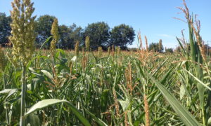 Un champ de culture de maïs et de sorgho