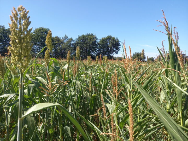 Un champ de culture de maïs et de sorgho