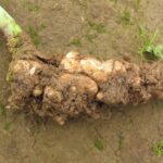 Gros plan sur une hernie sur la racine d'un pied de colza