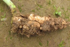 Gros plan sur une hernie sur la racine d'un pied de colza