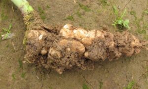 Gros plan sur une hernie sur la racine d'un pied de colza