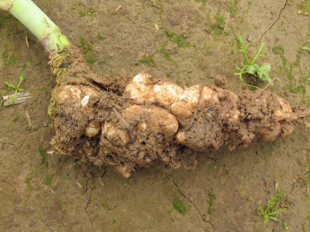 Gros plan sur une hernie sur la racine d'un pied de colza - Illustration Une maladie qui s’exprime  avec le changement climatique