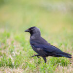 Un chouca dans un champ