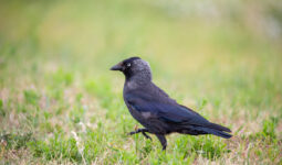 Un chouca dans un champ