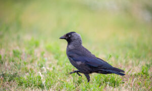 Un chouca dans un champ