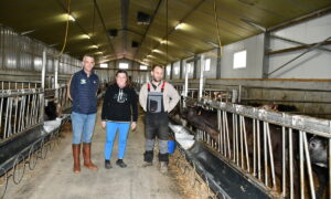 Une femme et deux hommes dans l'allée centrale d'un bâtiment de veaux