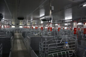 Un bâtiment d'élevage de porc entièrement vide