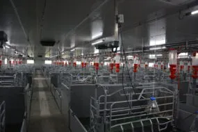 Un bâtiment d'élevage de porc entièrement vide