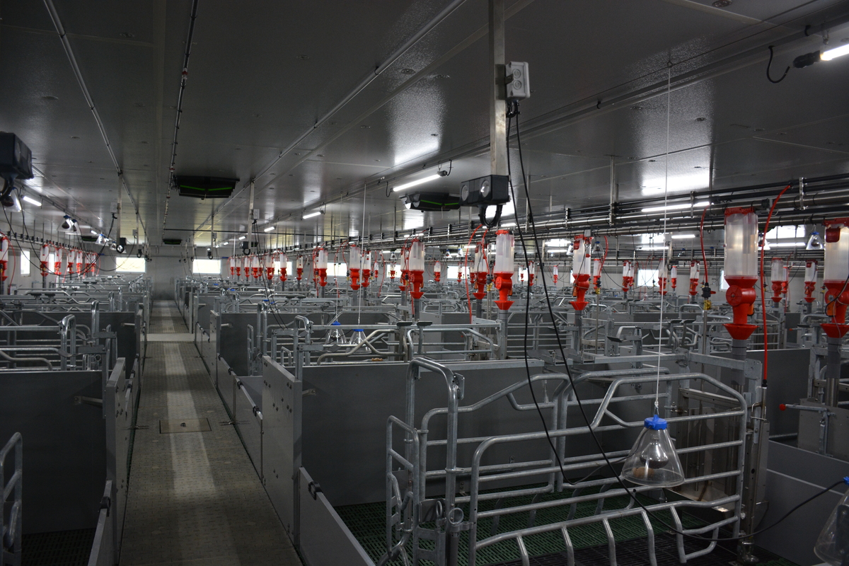 Un bâtiment d'élevage de porc entièrement vide - Illustration Dépeupler pour repeupler  son élevage