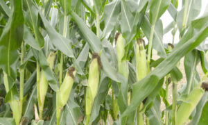 Gros plan sur des tiges de maïs dans un champ