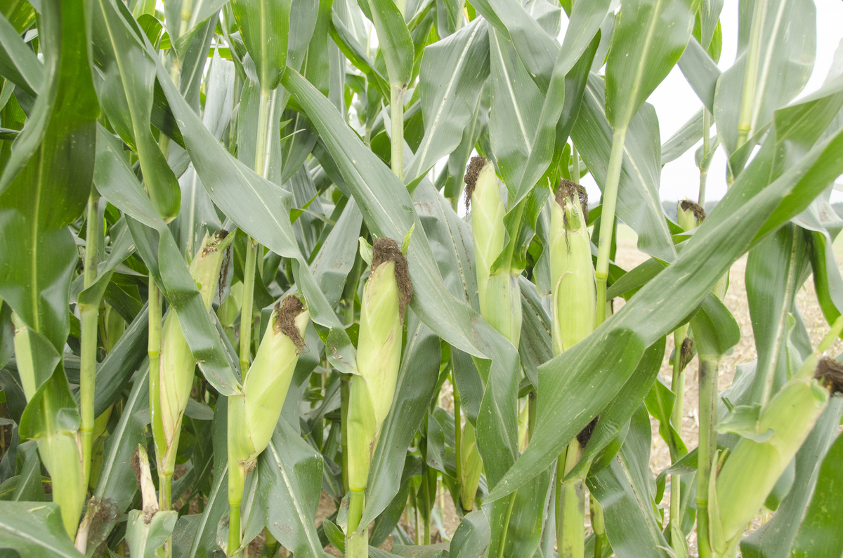 Gros plan sur des tiges de maïs dans un champ - Illustration Des rendements qui augmentent