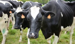 Gros plan sur des vaches prim'holstein dans un champ