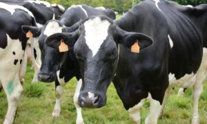 Gros plan sur des vaches prim'holstein dans un champ