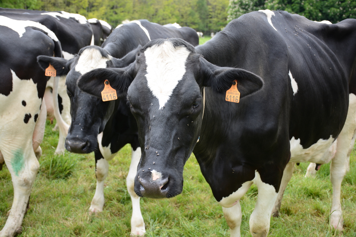 Gros plan sur des vaches prim'holstein dans un champ - Illustration Enrayer la décapitalisation