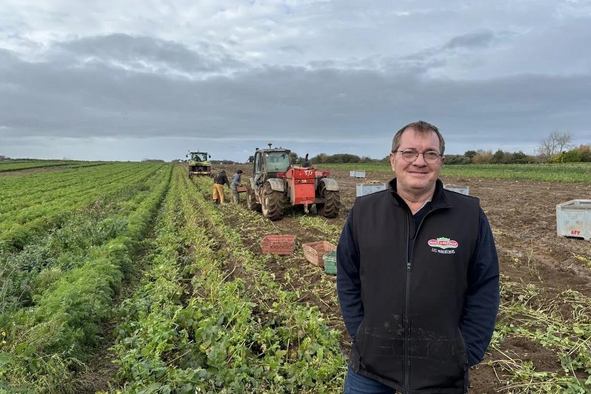 Une personne devant un champ de panais - Illustration Des légumes anciens au goût du jour