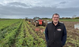 Une personne devant un champ de panais