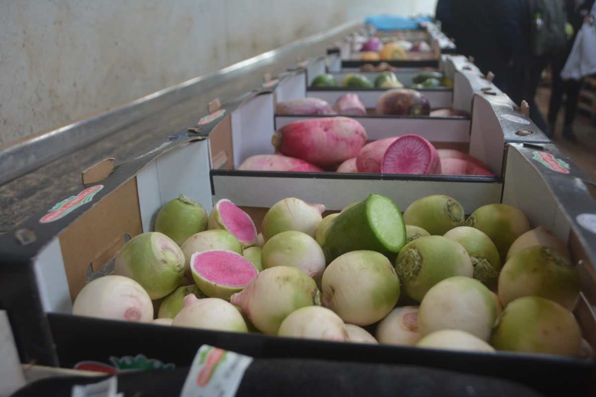 Les couleurs peuvent être très vives
dans cette gamme de radis d’hiver