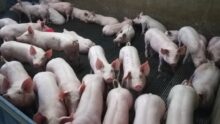Des porcs dans un bâtiment d'élevage