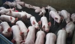 Des porcs dans un bâtiment d'élevage
