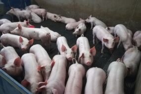 Des porcs dans un bâtiment d'élevage