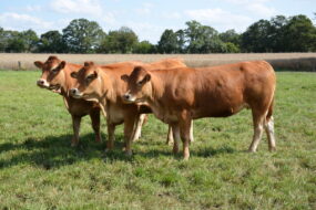 génisses limousines au champ