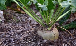 betterave sucrière dans un champ