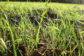 levée de ray-grass dans un champ de céréale