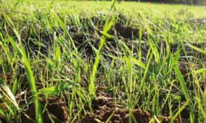 levée de ray-grass dans un champ de céréale