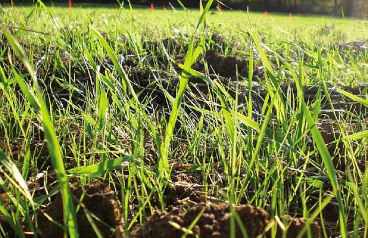 levée de ray-grass dans un champ de céréale - Illustration Pression ray-grass : je sème, je traite