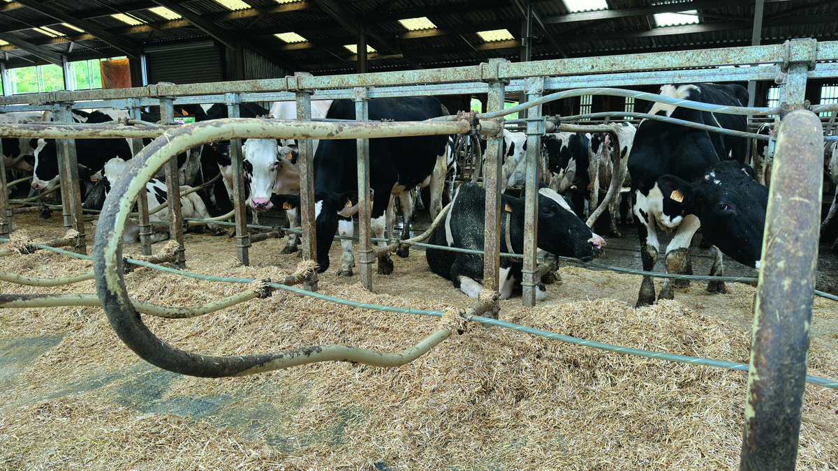 Les séparateurs, la genouillère et le câble de nuque sont souples et s'adaptent à la morphologie de l'animal.