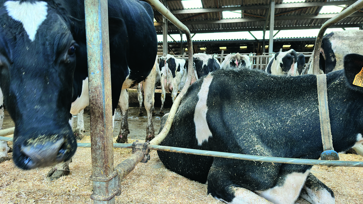 La structure se déporte légèrement lorsqu'une vache s'appuie dessus.