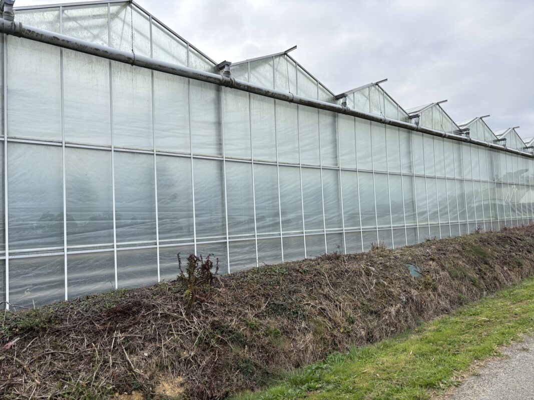 La charpente des plus anciennes serres a été rehaussée.