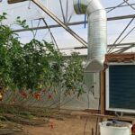 Un déshumidificateur dans une serre de tomates