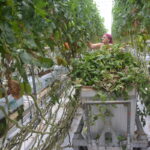 Une femme travaille dans une serre de tomate