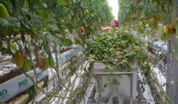 Une femme travaille dans une serre de tomate