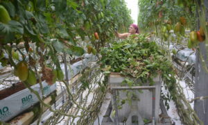 Une femme travaille dans une serre de tomate