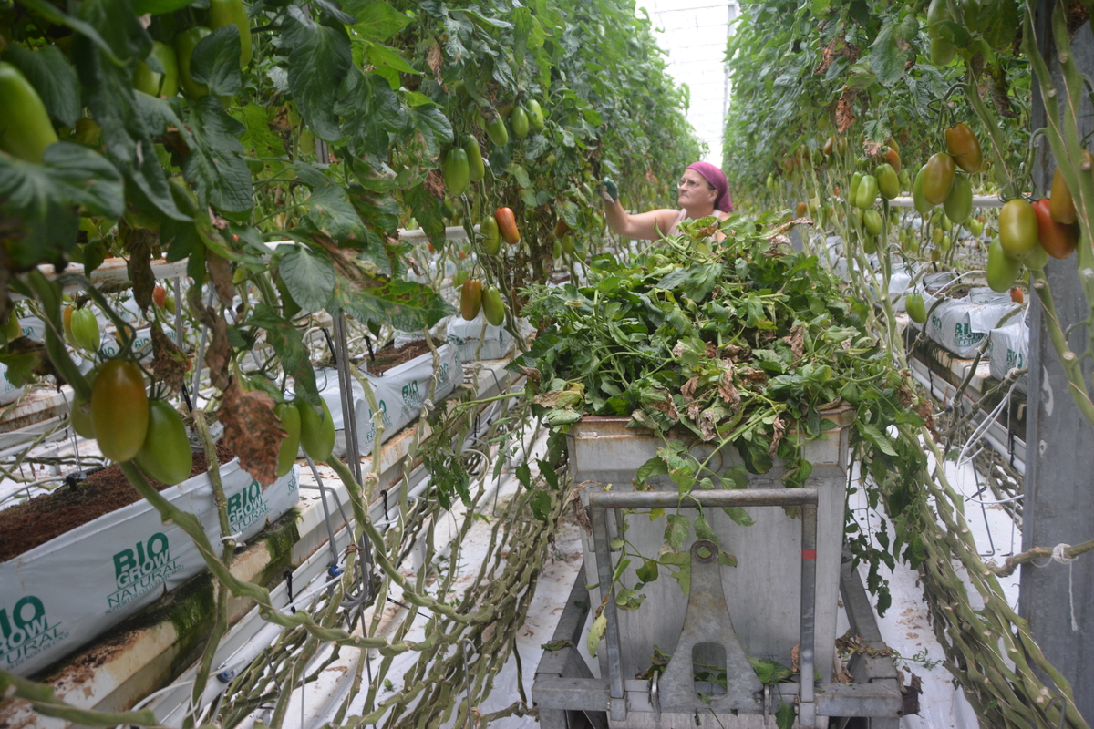 Une femme travaille dans une serre de tomate - Illustration L’effeuillage se passe comme sur des roulettes